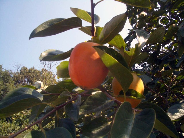조박사 이미지