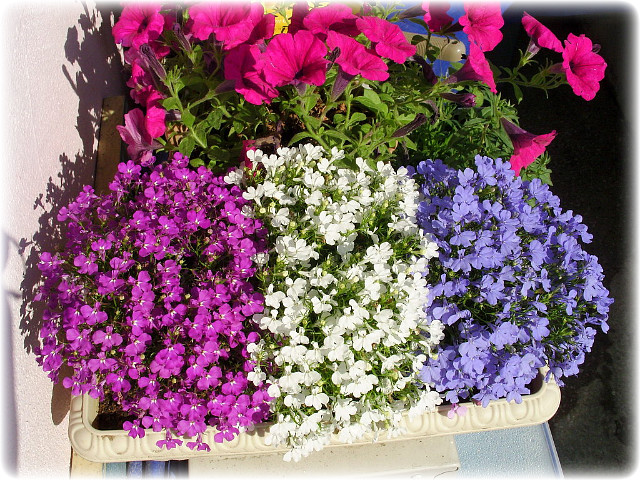 로벨리아(lobelia) 이미지