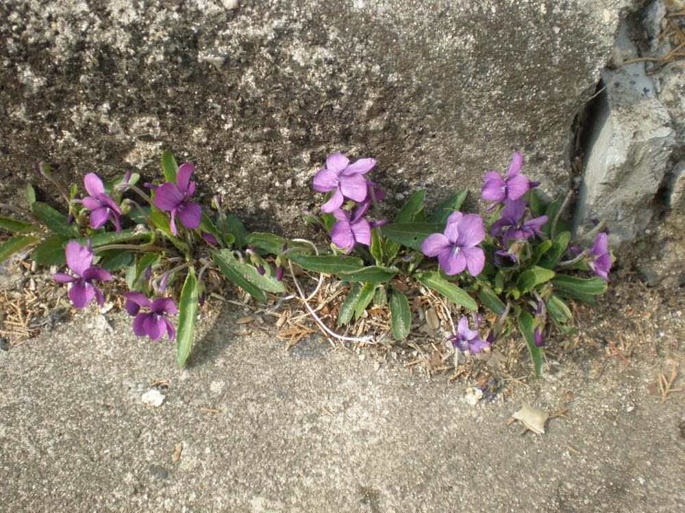 이삼공원 이미지