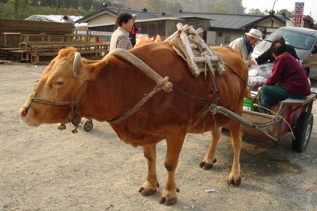 소달구지 이미지