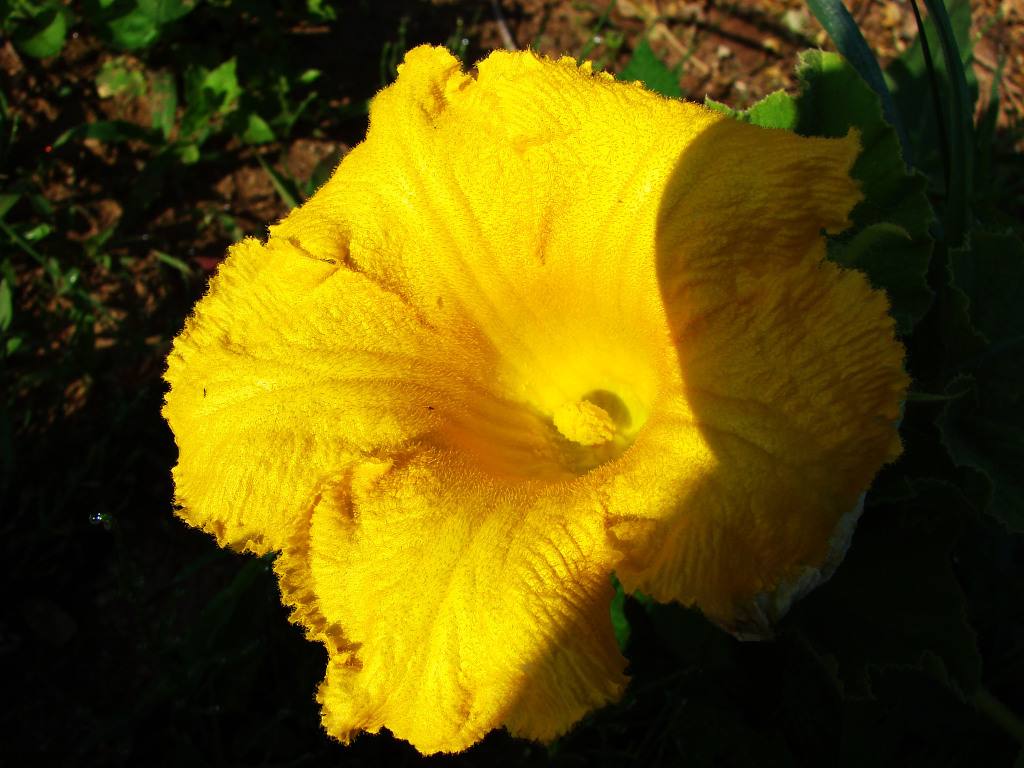 어린왕자의들꽃사랑마을