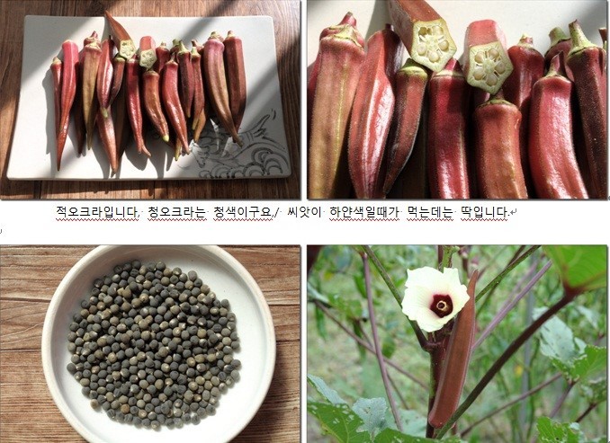 오크라 이미지