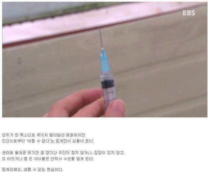 나는 아직 살수 있는데 왜 죽으라하나요 | 인스티즈