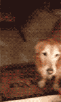 개의 트라우마 극복 .GIF | 인스티즈