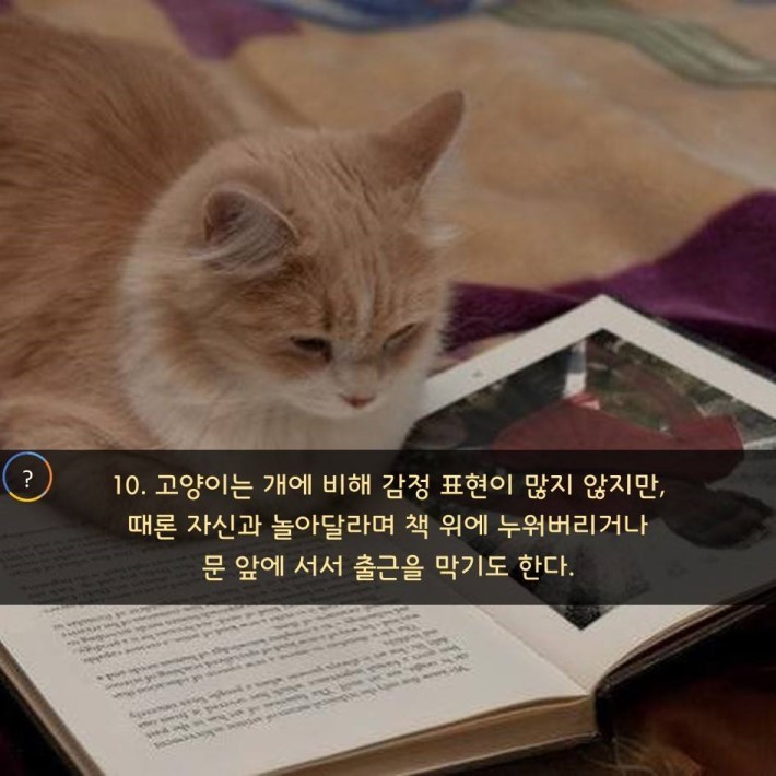 야옹이를 대하는 예의 | 인스티즈