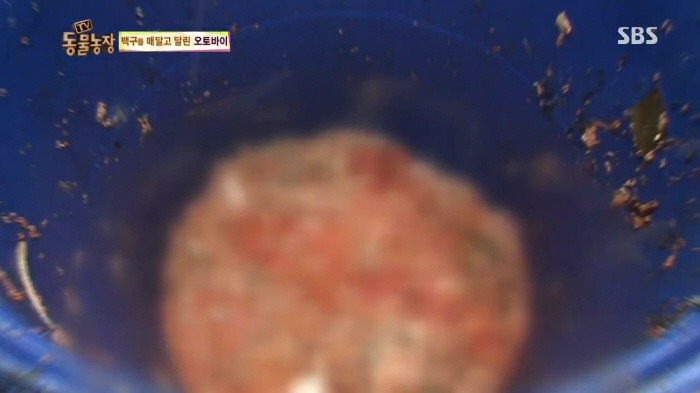 [TV동물농장] 동물농장에서 방송된 인천의 한 개 도축장의 현실.jpg | 인스티즈