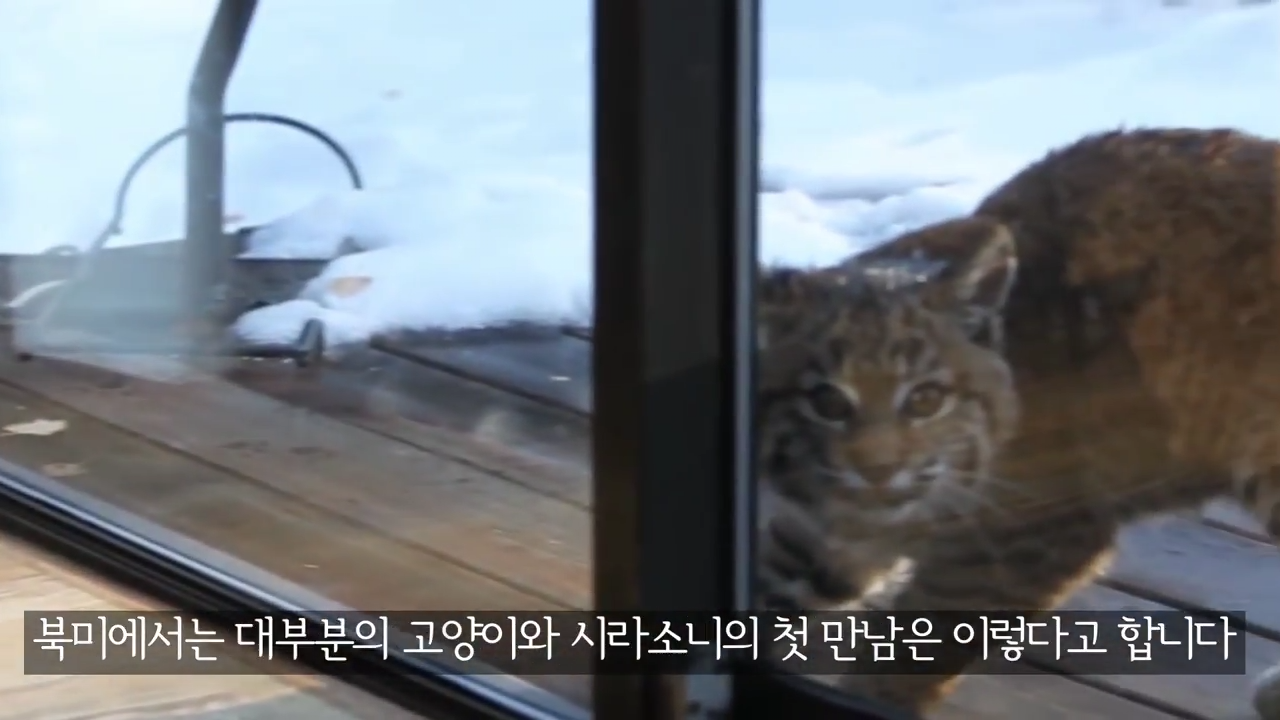 스라소니(고양이과 맹수)가 사는 동물원 우리에 빠진 길고양이.jpg | 인스티즈