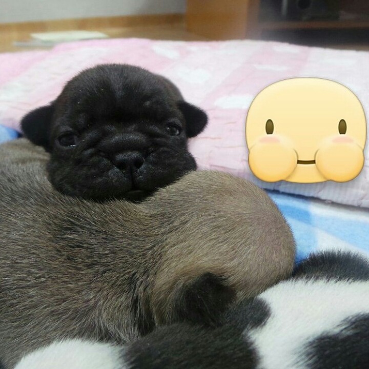 줄리 이미지