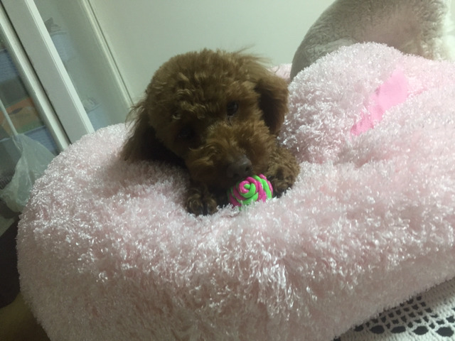 뷰토 이미지