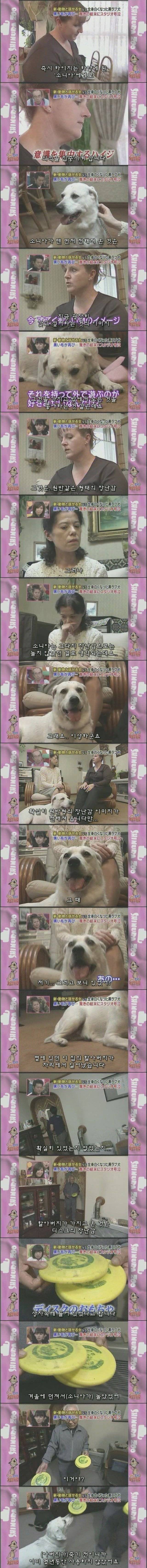 흰색으로 변해버린 강아지 소니아.jpg | 인스티즈