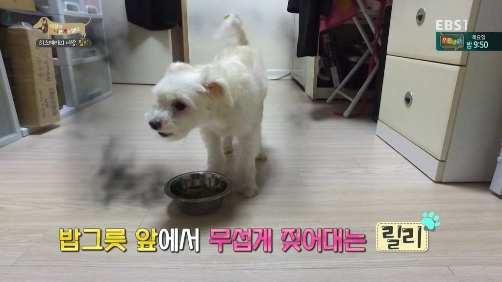 [세상에나쁜개는없다] 가족들에게 짖고 무는 강아지 릴리햏 | 인스티즈