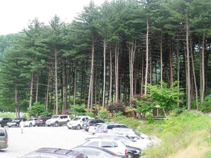 푸른숲캠핑장 이미지
