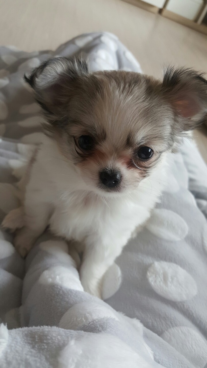아지도루 이미지