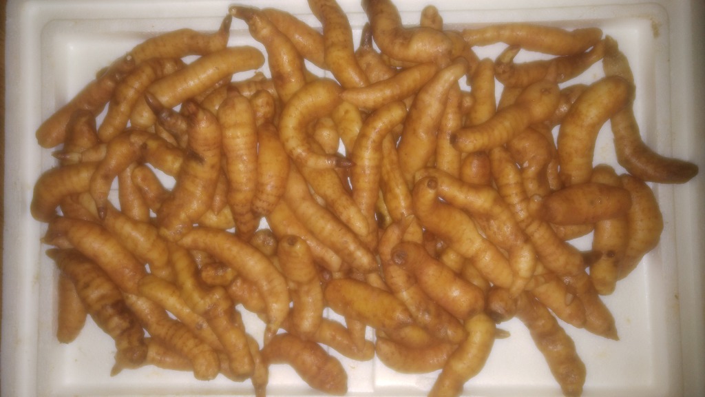 천마통신 이미지