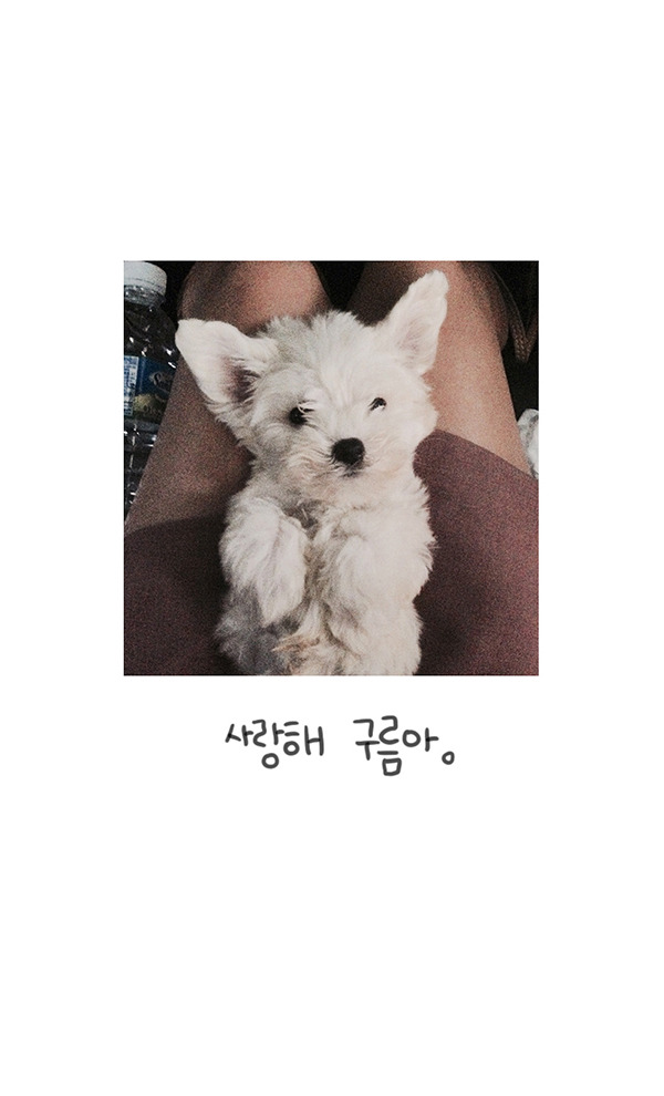 강아지 분양 사기 문제 (다음 웹툰 대새녀 그린 여은 작가) | 인스티즈