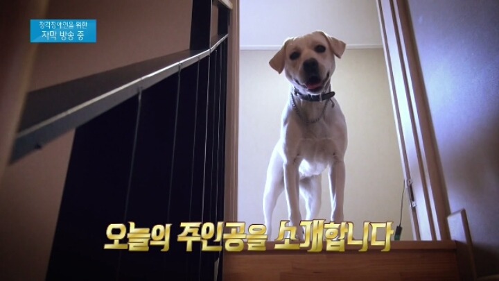 겁 많은 대형견 보리 | 인스티즈