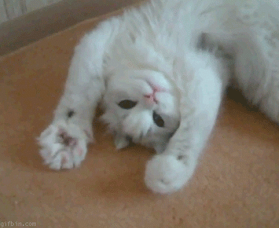 고양이 지능 재평가 | 인스티즈