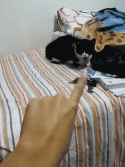 군대준비하는 냥이 gif | 인스티즈