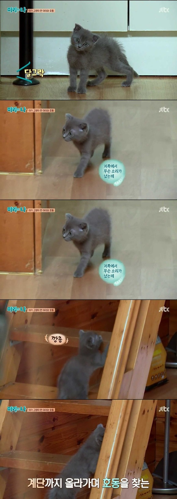 [마리와나] 케미가 냥냥 터지는 강호동과 새끼 고양이 토토.jpg | 인스티즈