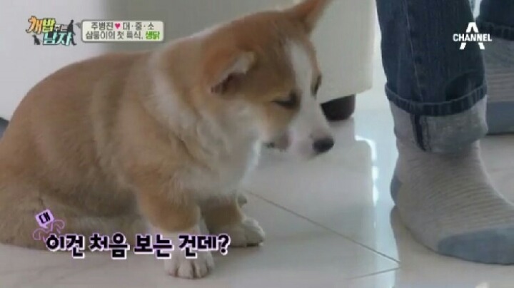 [개밥주는남자] 웰시코기 삼둥이 대중소 식탐고치기 (feat.갓형욱) | 인스티즈