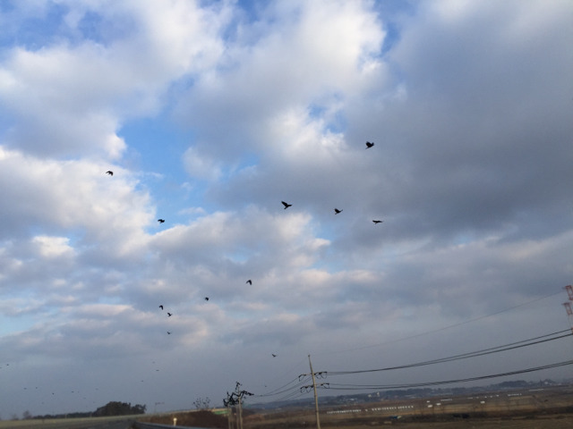 김제의 29번 국도 위의 까마귀 | 인스티즈