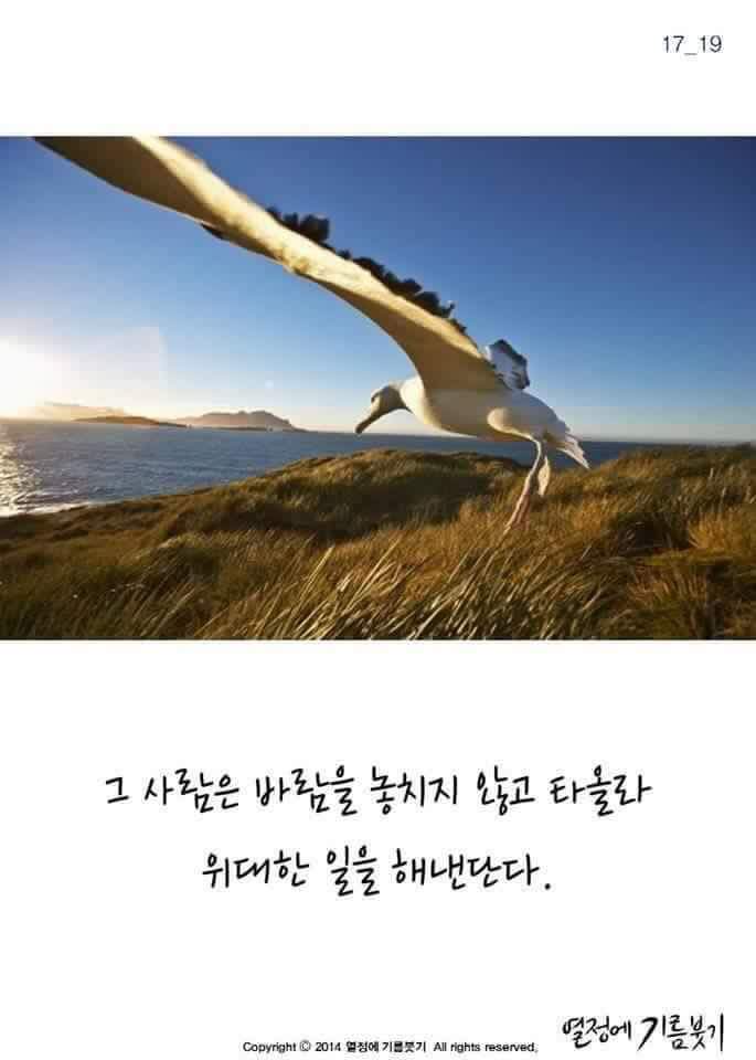 날개가 너무 커서 날지 못하는 새 | 인스티즈