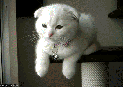 스코티쉬 폴드 고양이.jpg | 인스티즈