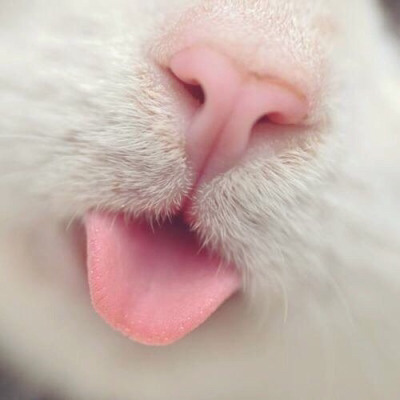 Tumblr : #cat #pink | 인스티즈