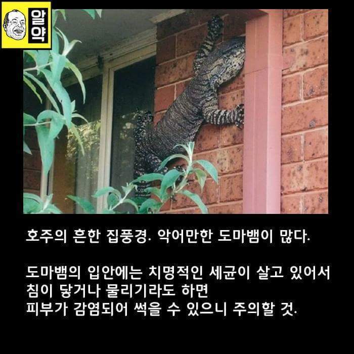 혐오주의) 호주의 위엄 | 인스티즈