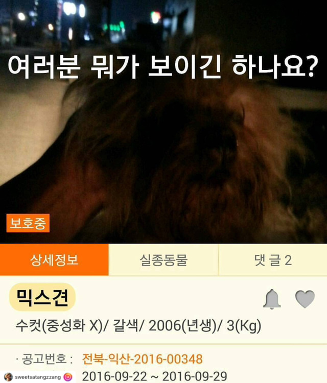 개선이 시급하고 사태가 심각한 시보호소의 모습 | 인스티즈