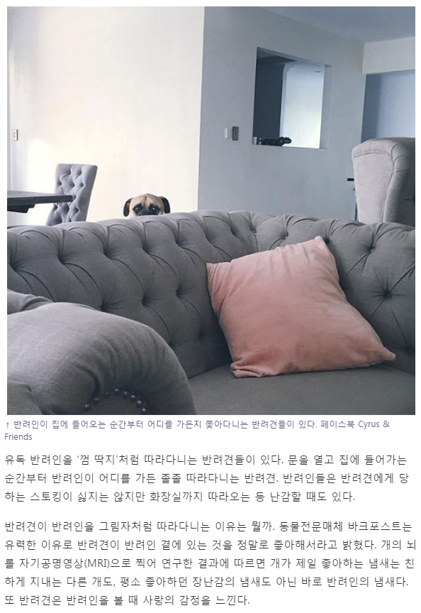 강아지가 당신을 스토킹 하는 이유 | 인스티즈