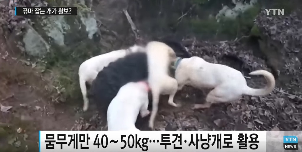 퓨마도 잡는다는 개가 거리 활보?...법 개정 필요 | 인스티즈