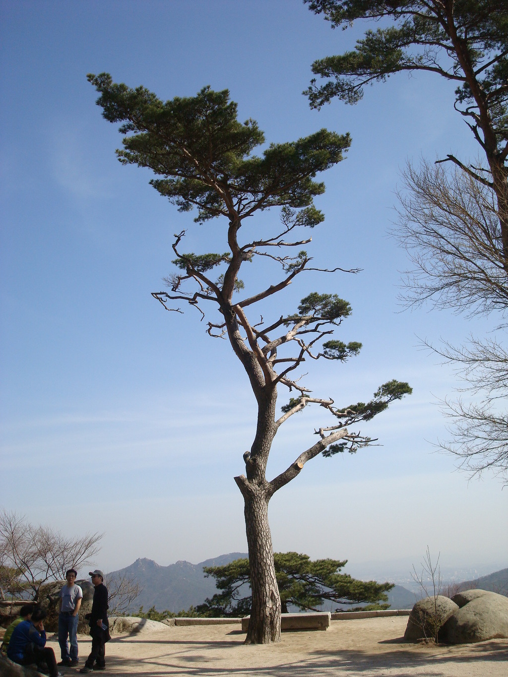 멋진 소나무 이미지