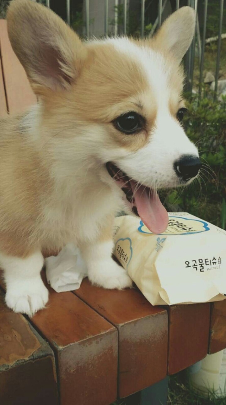 새끼강아지들 | 인스티즈