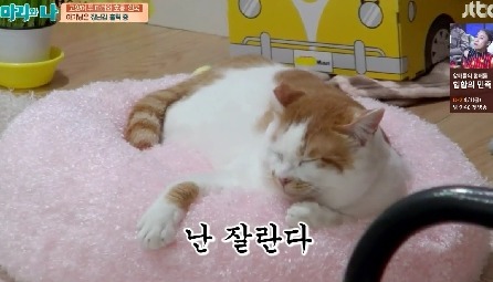 [마리와나] 뚱보냥 호동이 다이어트 시키기 (feat.먼지) | 인스티즈