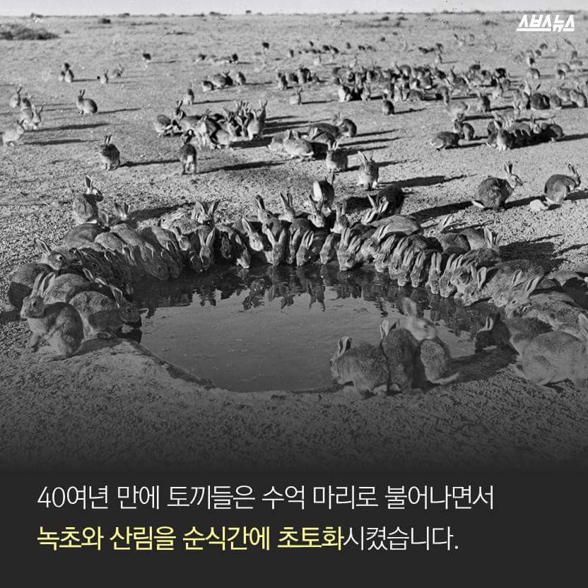 한국을 습격한 거대 토끼 | 인스티즈
