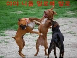 심쿵사 할 준비가 된 자만 들어오라(feat.강아지) | 인스티즈