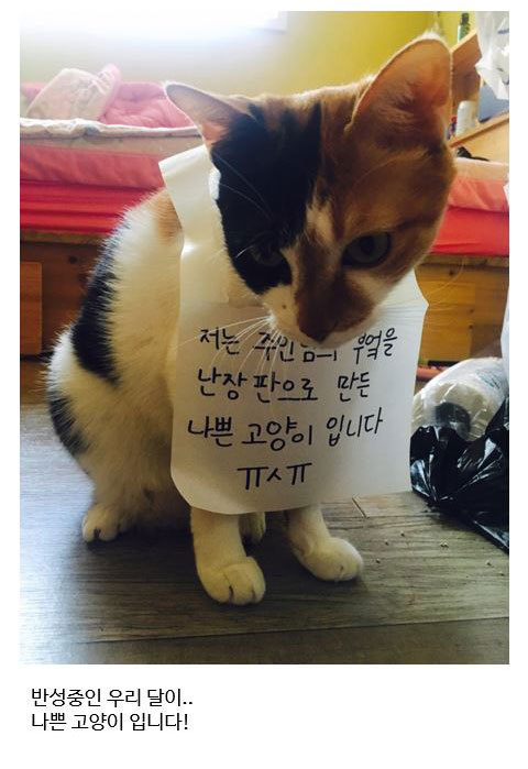 집사의 라면을 탐낸 주인님의 최후.jpg | 인스티즈