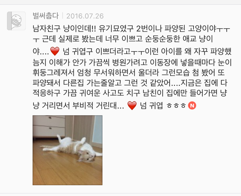 유기견 입양은 좀 꺼려져; 문제가 있어서 버려진 애들 아냐? | 인스티즈
