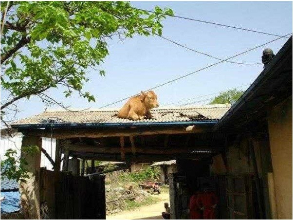 송아 이미지