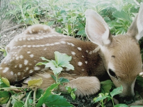아기사슴 밤비 :) | 인스티즈