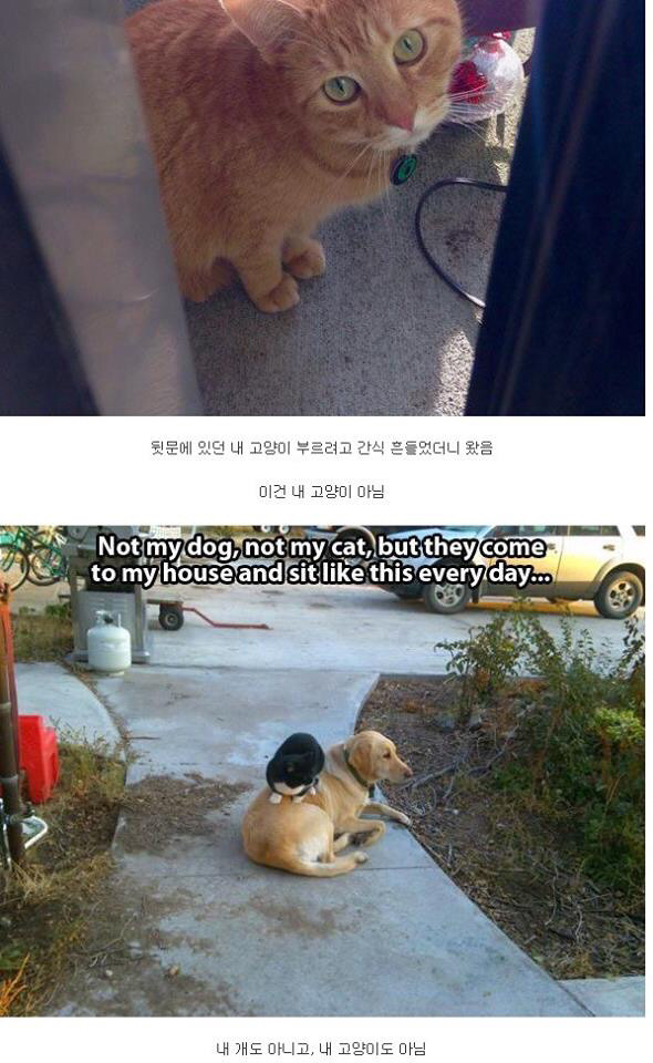 내 고양이 아닌데...jpg (심장폭행 주의) | 인스티즈