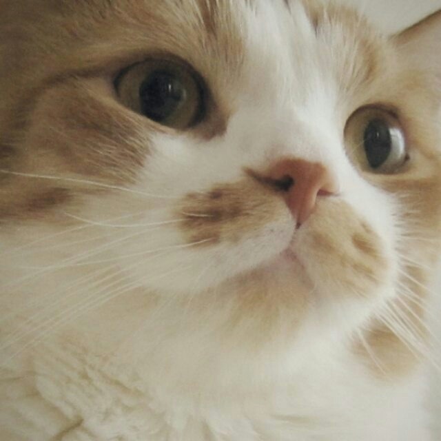 집사가 짱덕포인트를 잘알고 사진을 잘찍으면 이렇게된다.. | 인스티즈