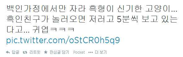 흑인이 신기했던 고양이.jpg | 인스티즈