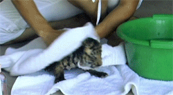 호랑이 목욕시키기.GIF | 인스티즈