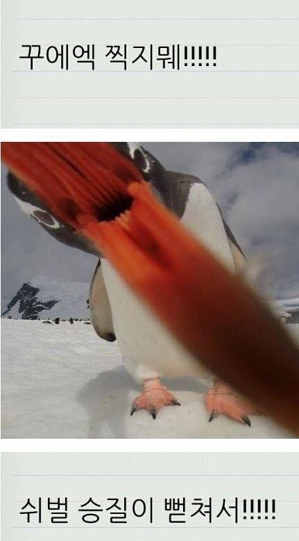 당신이 아는 펭귄은 본 모습이 아니다!! | 인스티즈