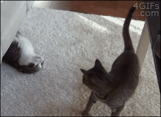 껴안고 난리남﻿﻿.gif | 인스티즈