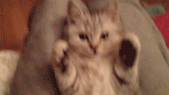 아깽이.gif | 인스티즈