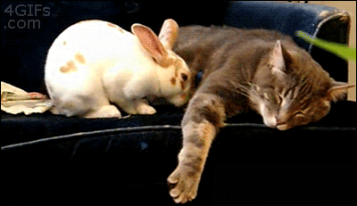 잠결에도 뒷발로 밀어내는 냥이 .GIF | 인스티즈