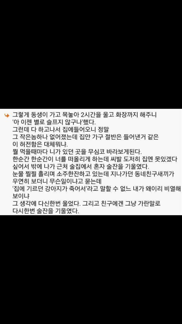 다시는 애완 동물을 키우지 않는 이유 | 인스티즈